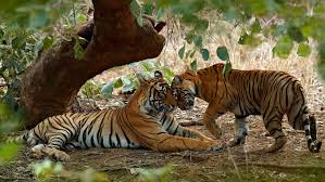 Nature and Wildlife Tours